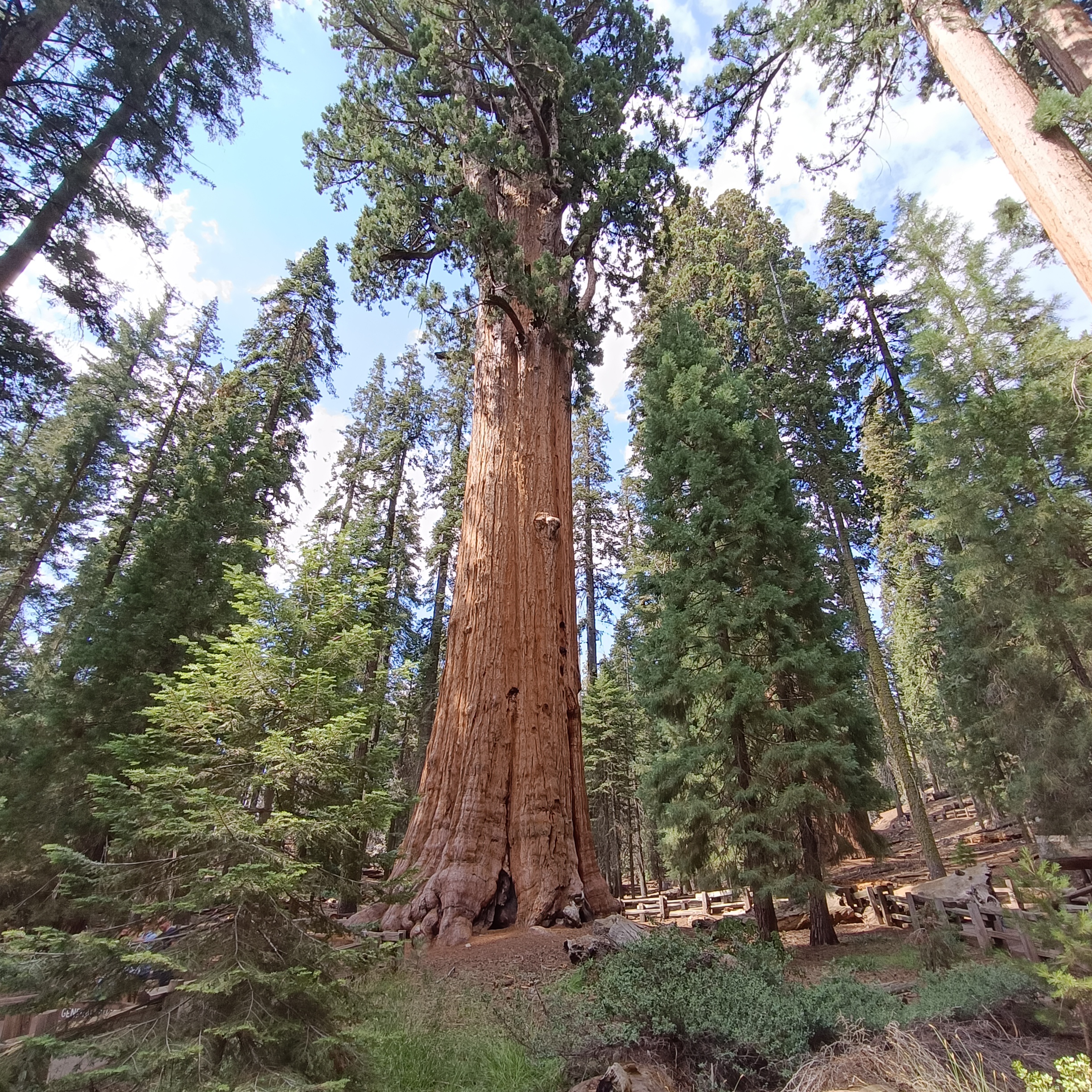 Sequioa Nationalpark